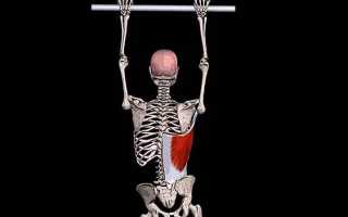 Почему болит спина широчайших мышц