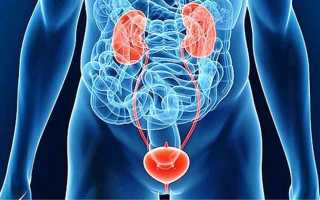 Цистит может болеть спина почка