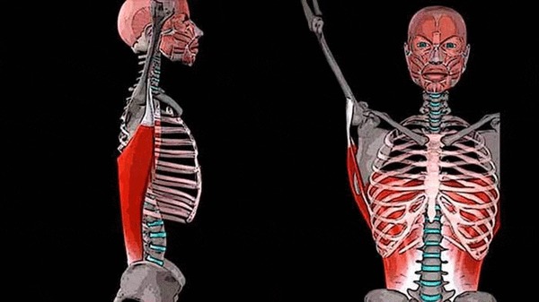 ÁÎËÈÒ ÑÏÈÍÀ Â ÎÁËÀÑÒÈ ËÎÏÀÒÊÈ: øèðî÷àéøàÿ ìûøöà ñïèíû Çäîðîâüå, Ìåäèöèíà, Àíàòîìèÿ, Ñïîðò, Ôèòíåñ, Âèäåî, Ãèôêà, Äëèííîïîñò