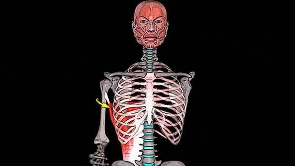 ÁÎËÈÒ ÑÏÈÍÀ Â ÎÁËÀÑÒÈ ËÎÏÀÒÊÈ: øèðî÷àéøàÿ ìûøöà ñïèíû Çäîðîâüå, Ìåäèöèíà, Àíàòîìèÿ, Ñïîðò, Ôèòíåñ, Âèäåî, Ãèôêà, Äëèííîïîñò