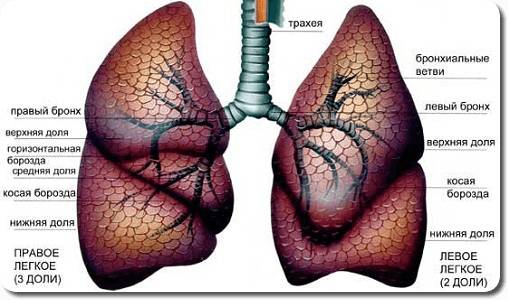 боль ребра 4